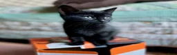 Domestic Shorthair cats for adoption: Kittens (general application to adopt kittens)  - Advert 3