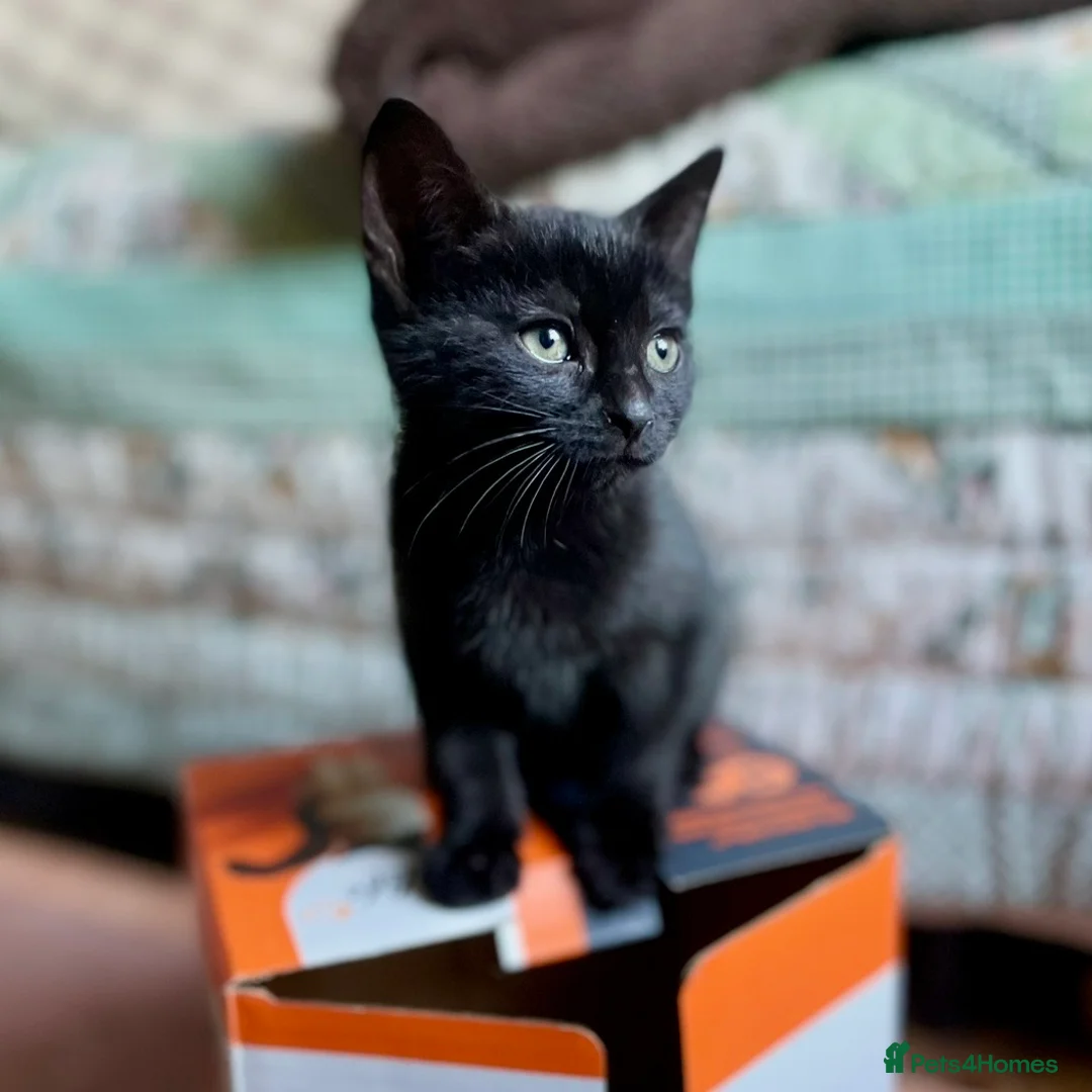 Domestic Shorthair cats for adoption: Kittens (general application to adopt kittens)  - Advert 3