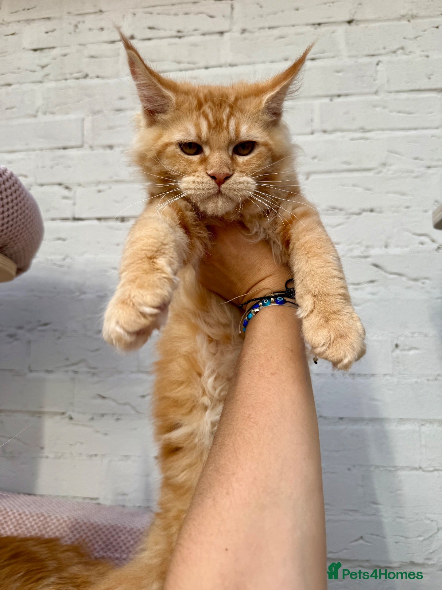 Maine Coon cats TICA Pedigree Massive Red Kittens - Advert 1