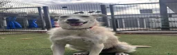 Mixed Breed dogs for adoption: Pretty Peggy looking for her family - Advert 9