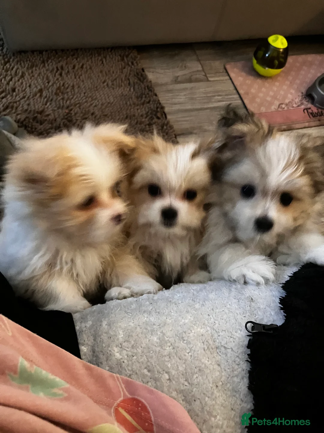 Mixed Breed dogs for sale: Malti-Pom Puppies - £1200 - 3 Left - Advert 19