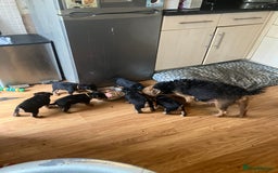 Lakeland Terrier dogs for sale: Lakeland Terrier pups for sale - Image 8