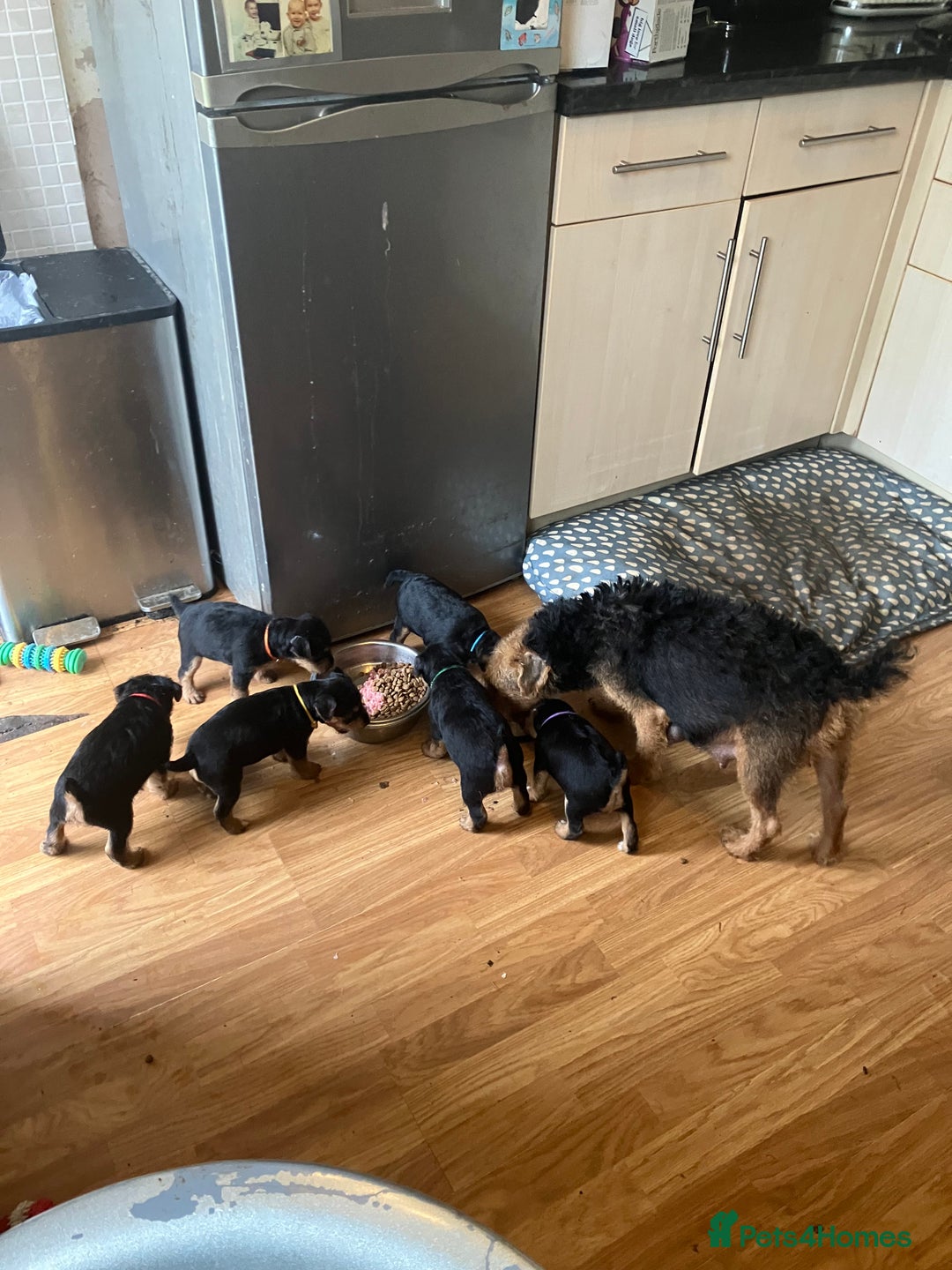 Lakeland Terrier dogs for sale: Lakeland Terrier pups for sale - Image 8