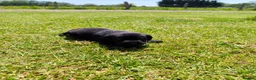 Labrador Retriever dogs for sale: 🐾 Beautiful Labrador Puppies – KC Registered 🐾 - Advert 26
