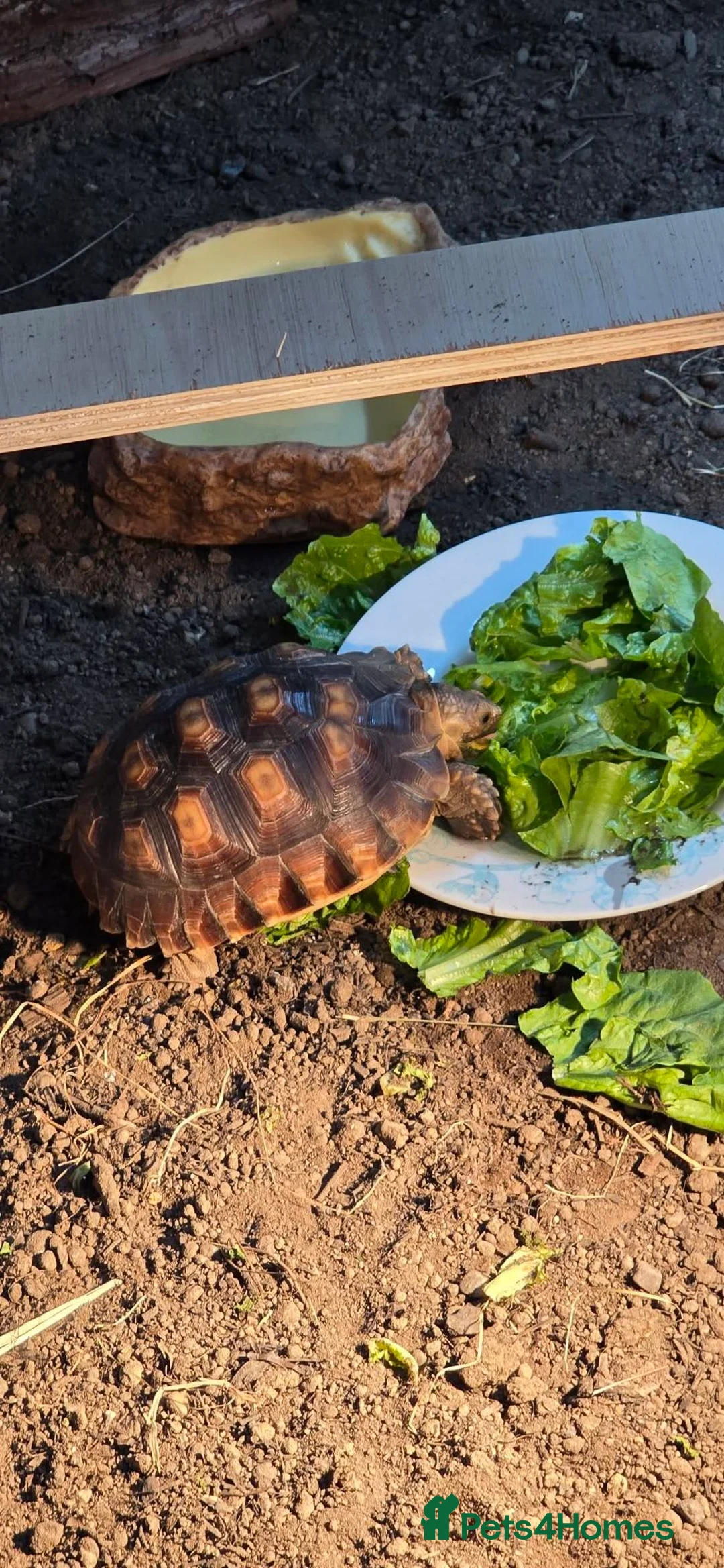 Tortoise reptiles for sale: sulcater tortiose  in Lewes - Advert 4