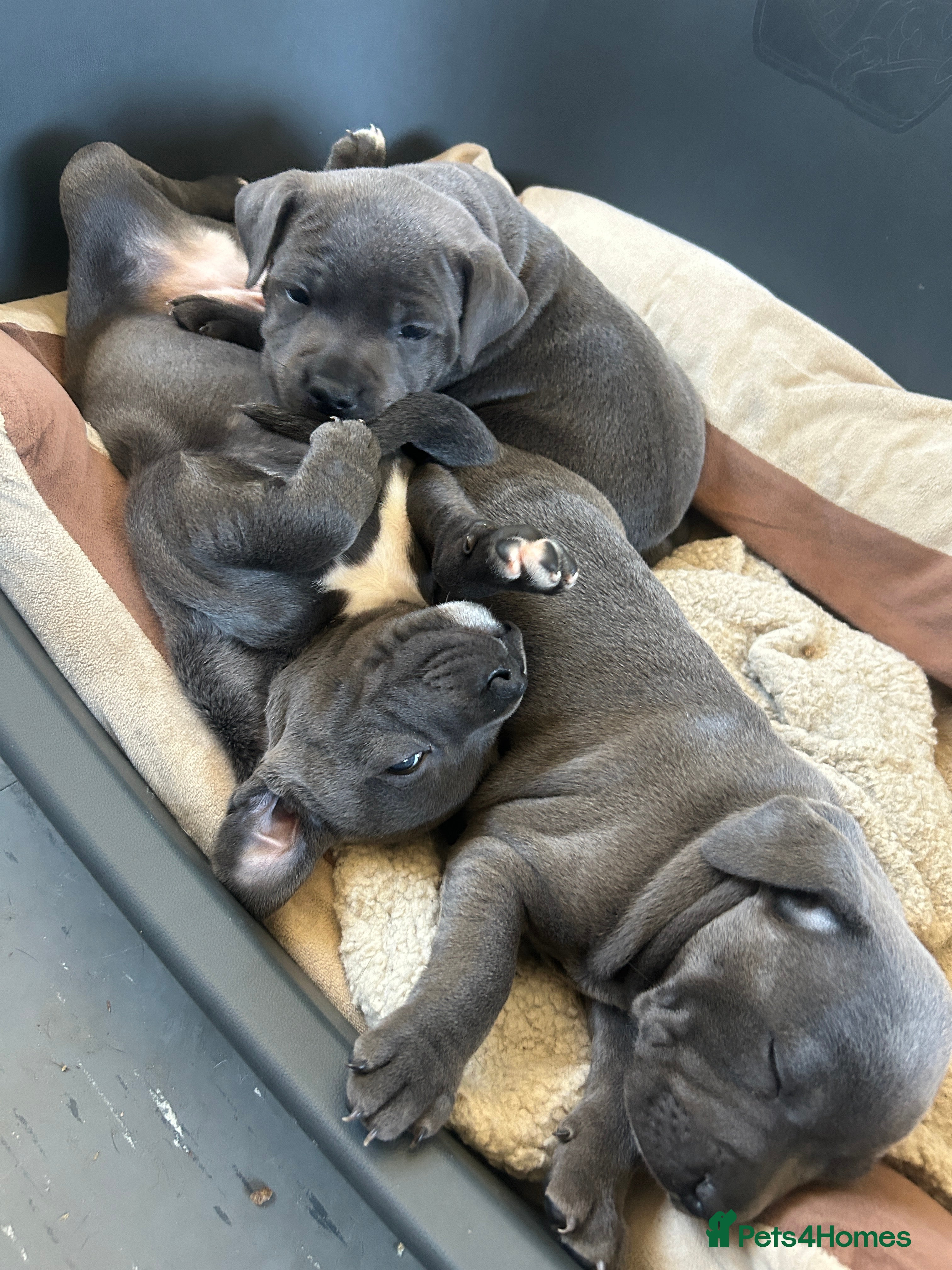 Staffordshire Bull Terrier dogs Paisley and Prince Charming  kc registered  - Advert 2