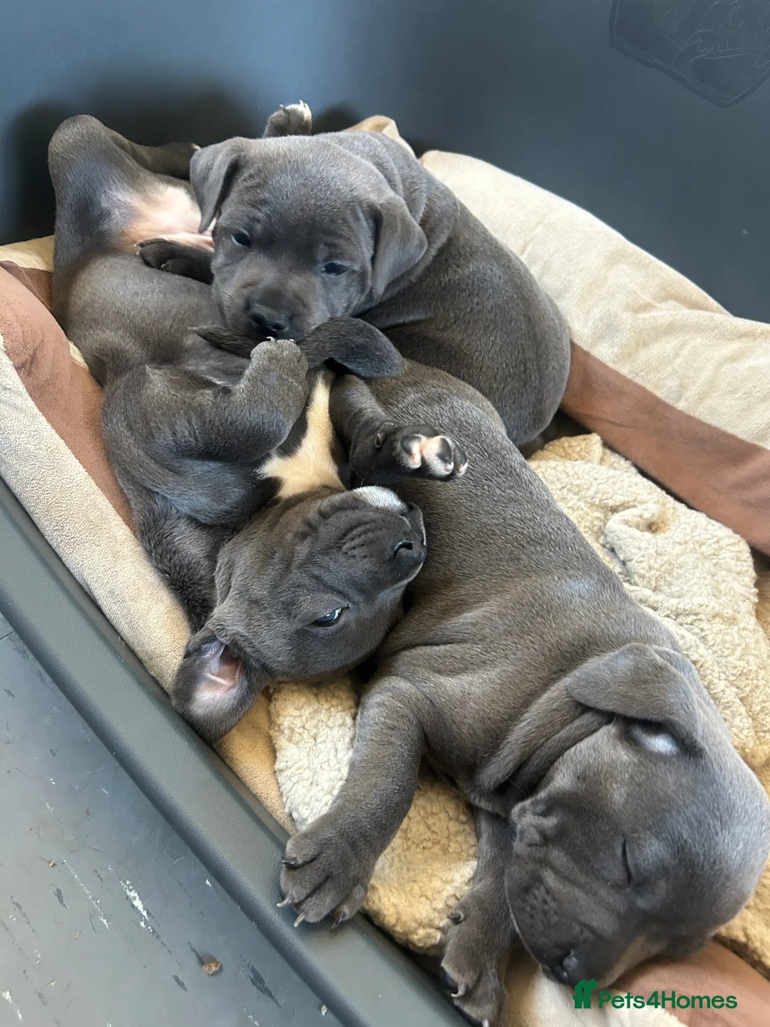 Staffordshire Bull Terrier dogs for sale: Paisley and Prince Charming  kc registered  - Advert 2