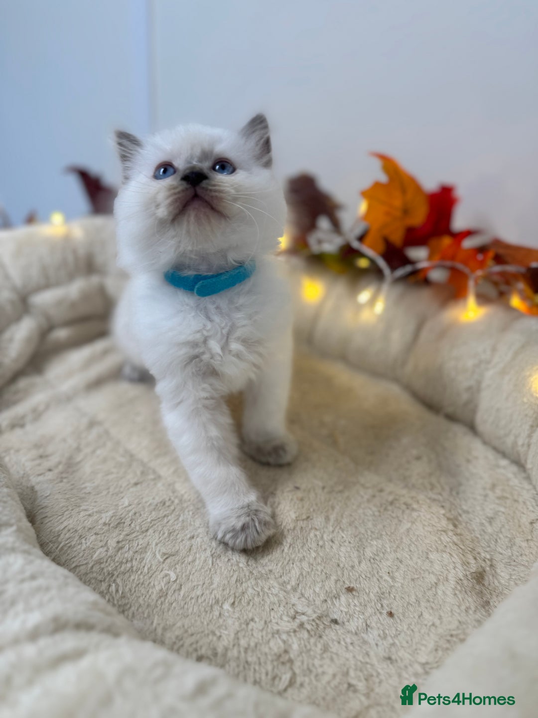 Ragdoll cats for sale: Adorable Ragdoll Kittens - GCCF registered - Image 8