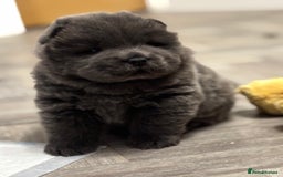Chow Chow dogs for sale: Beautiful blue chow chow litter 💙 - Image 20