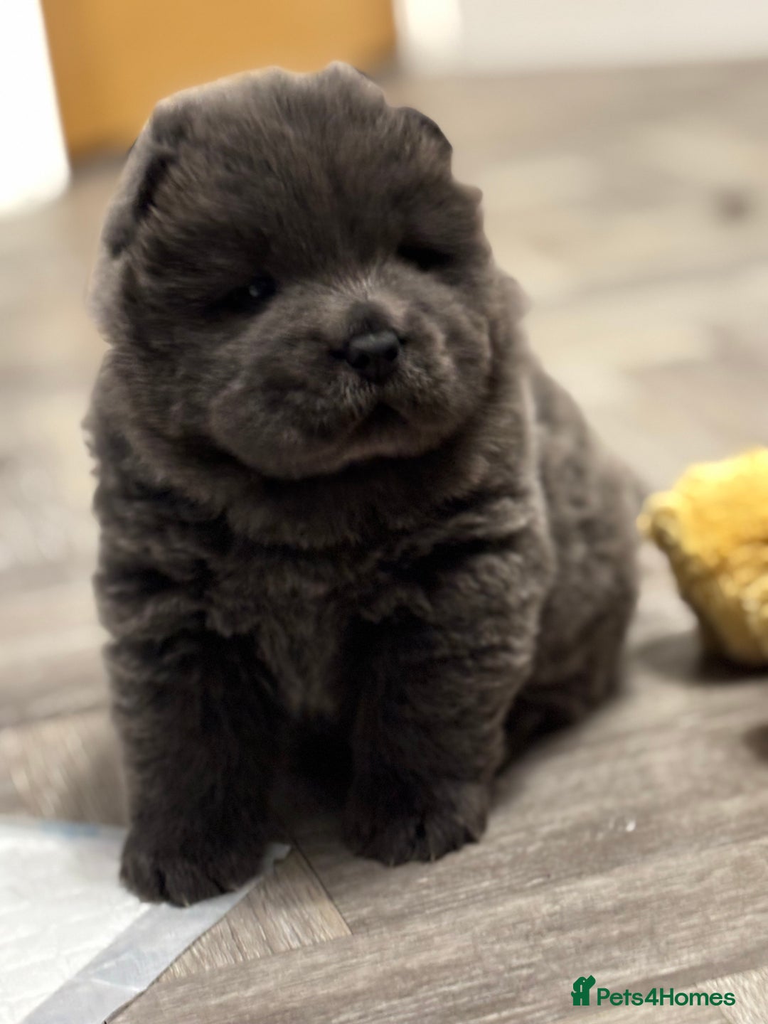 Chow Chow dogs for sale: Beautiful blue chow chow litter 💙 - Image 20
