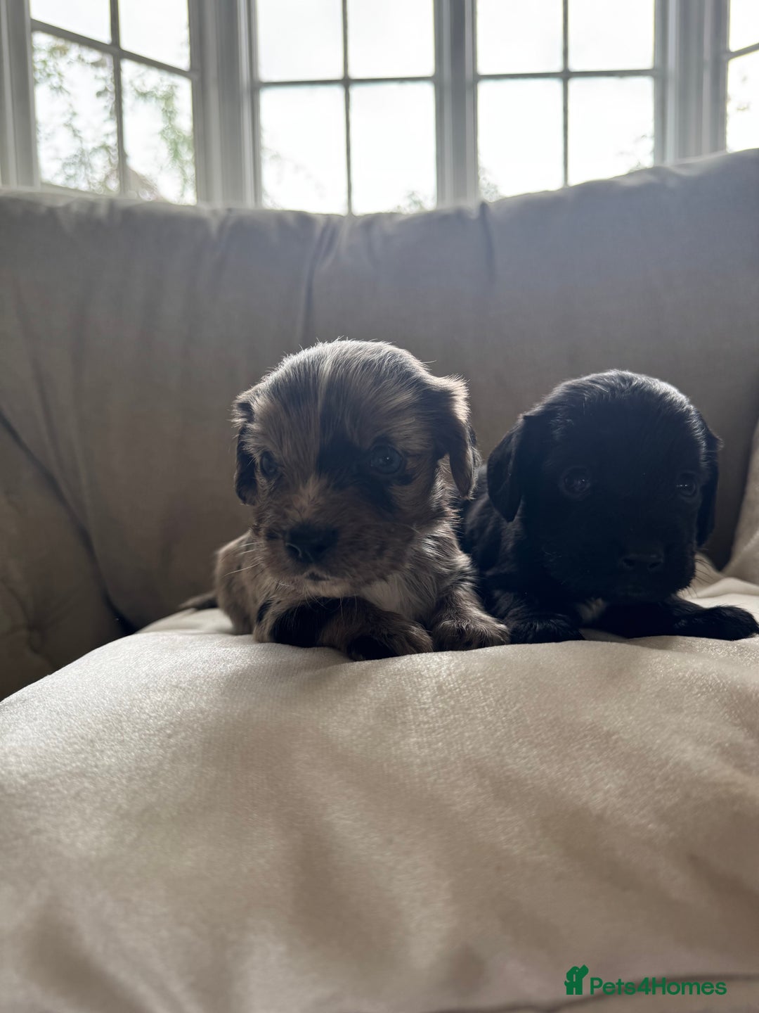 Cocker Spaniel dogs for sale: DNA Health Tested Merle Cocker Spaniel Puppies - Image 23