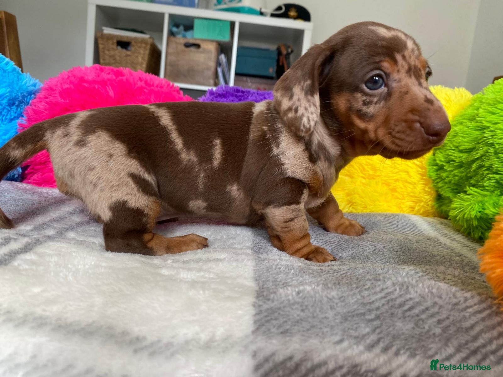 Miniature Dachshund dogs 🐶 READY NOW 🐶 - Advert 10