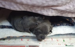 Staffordshire Bull Terrier dogs for sale: Twin large blue staffy boys - Image 17
