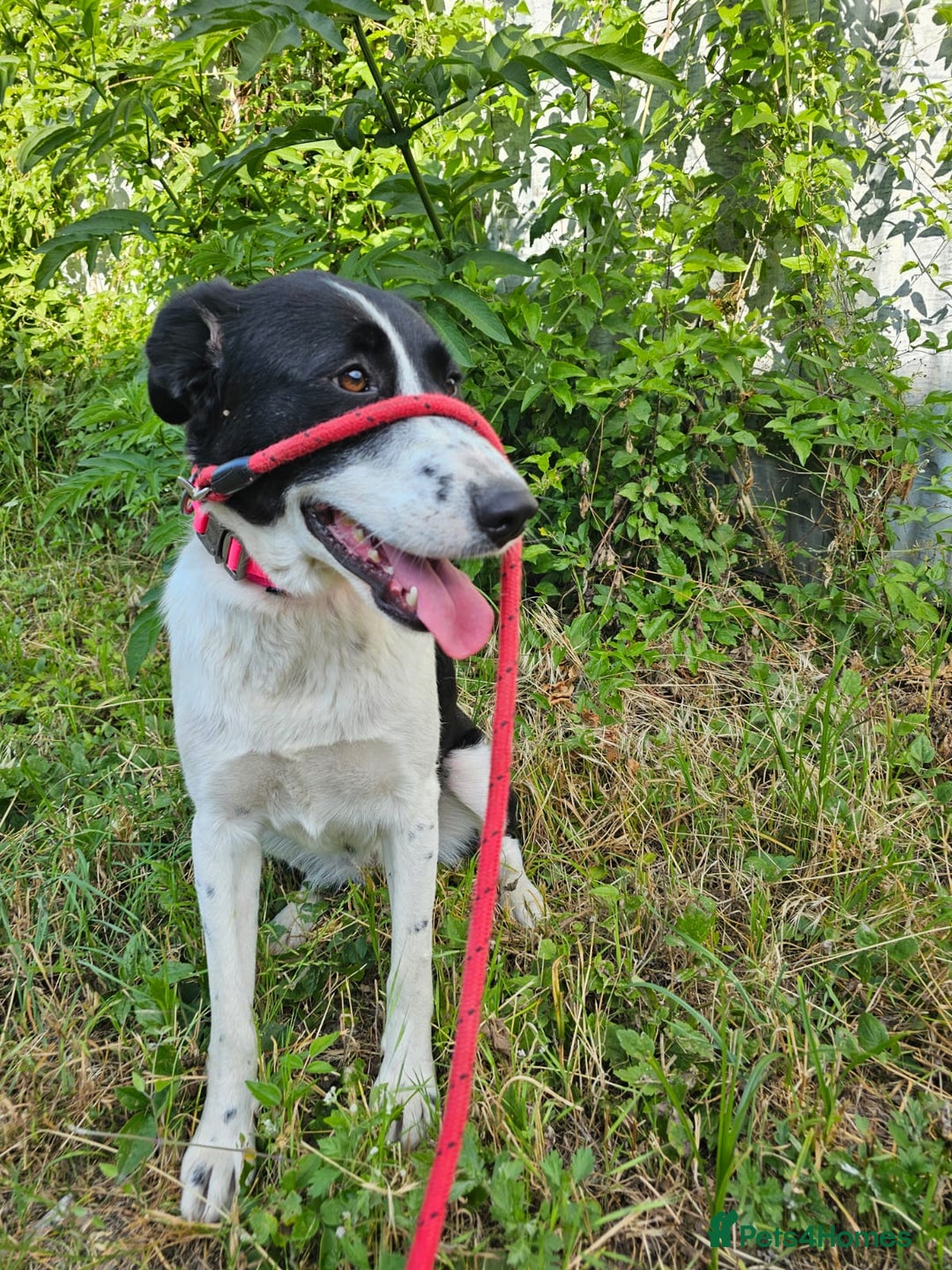 Mixed Breed dogs for adoption: NALA, a Lovely Girl - for a Loving Home - Image 19
