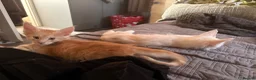 Maine Coon cats for sale: 🐾 Stunning TICA Registered Maine Coon Kittens  - Advert 15