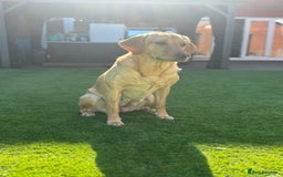 Labrador Retriever dogs for sale: Exceptional KC FTCH Working Labrador Pups - Image 4