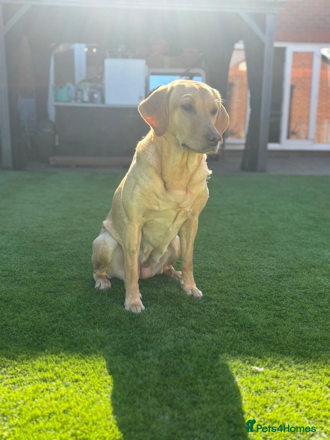 Labrador Retriever dogs for sale: Exceptional KC FTCH Working Labrador Pups - Image 4