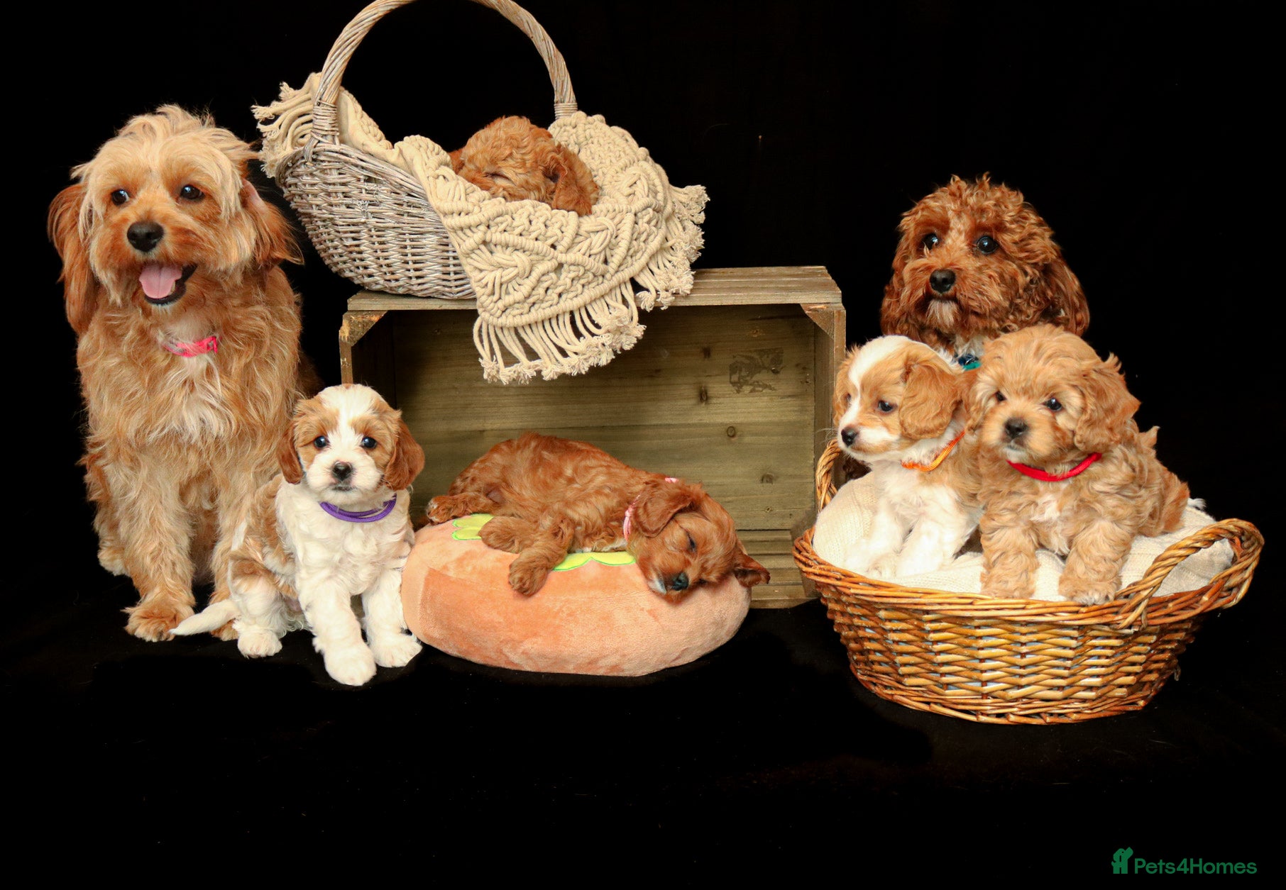 Cavapoo dogs cavapoo puppies for Sale X3 Girls  - Advert 1