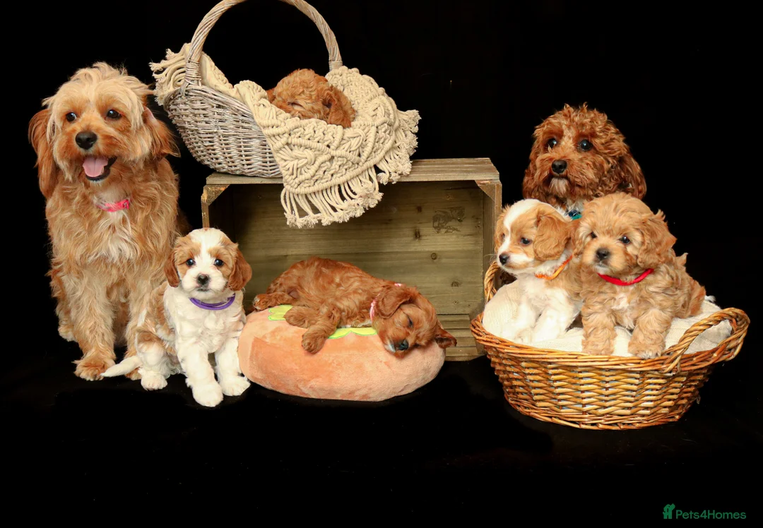 Cavapoo dogs for sale: cavapoo puppies for Sale X3 Girls  in Lincoln - Advert 1