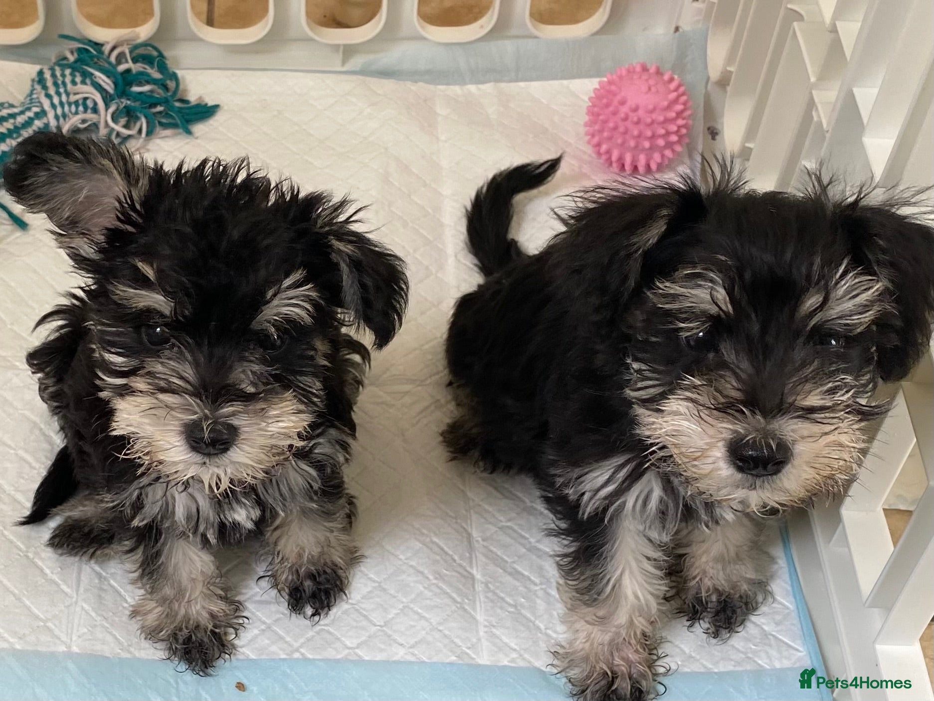 Miniature Schnauzer dogs 🐾Miniature Schnauzer Pups 🐾 - Advert 1