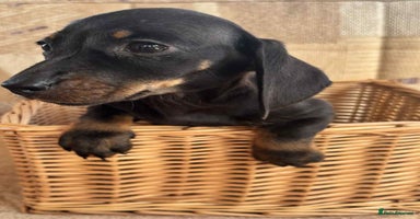 Dachshund dogs - Advert 10