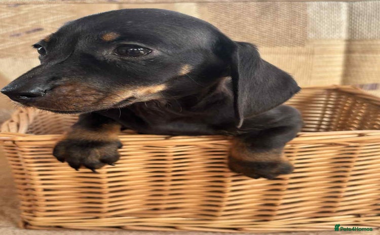 Dachshund dogs - Advert 3