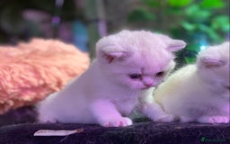 Munchkin cats for sale: Full Pedigree Munchkin kittens - Image 15