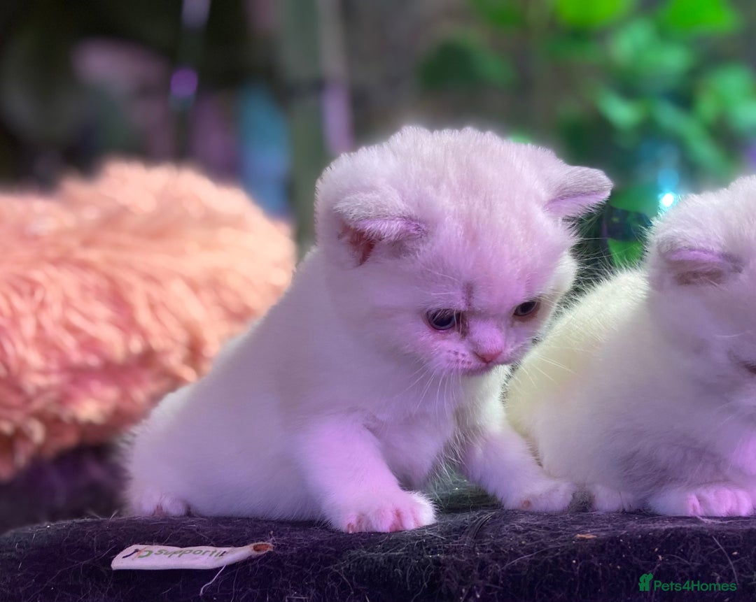 Munchkin cats for sale: Full Pedigree Munchkin kittens - Image 15
