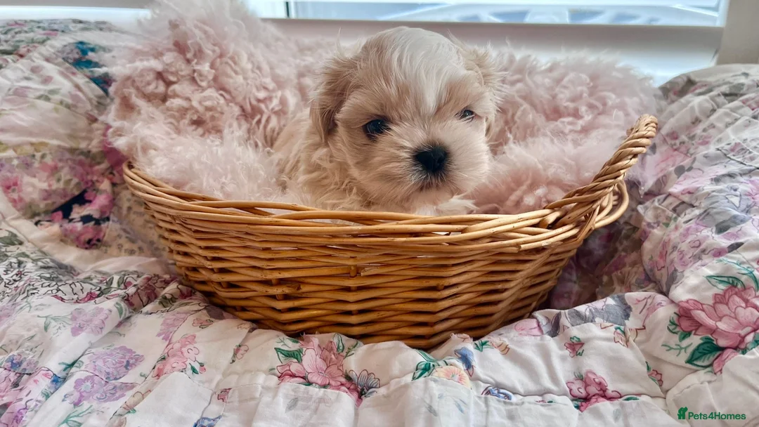Shih Tzu dogs for sale: Imperial Shih Tzu puppies in Dorchester - Advert 4