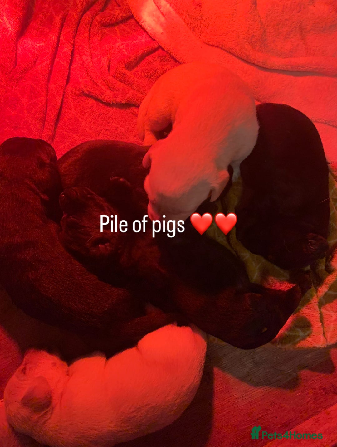 Labrador Retriever dogs for sale: Excellent litter of working labradors - Image 3