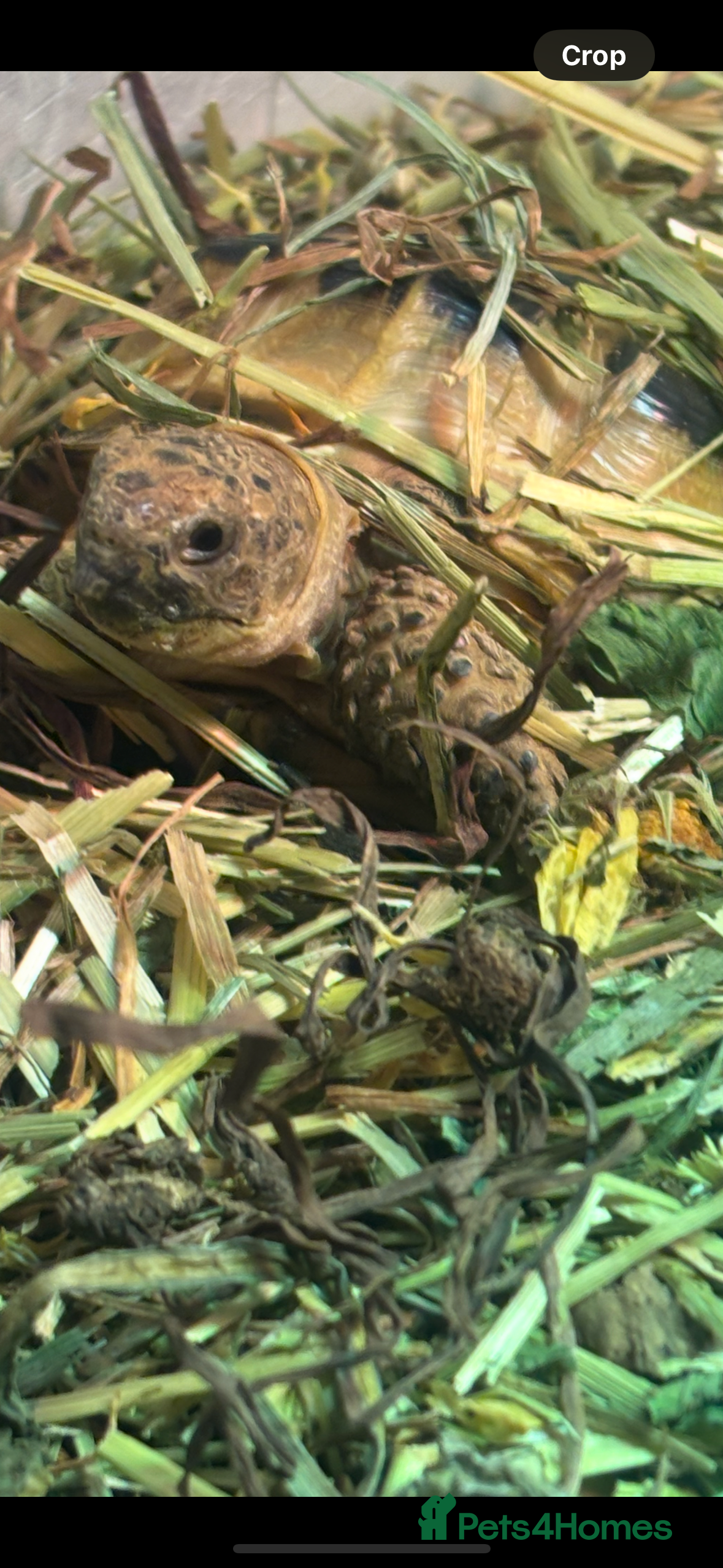 Tortoise reptiles baby tortoise with full set up - Advert 1