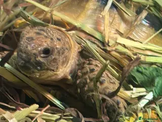 Tortoise reptiles baby tortoise with full set up - Advert 1