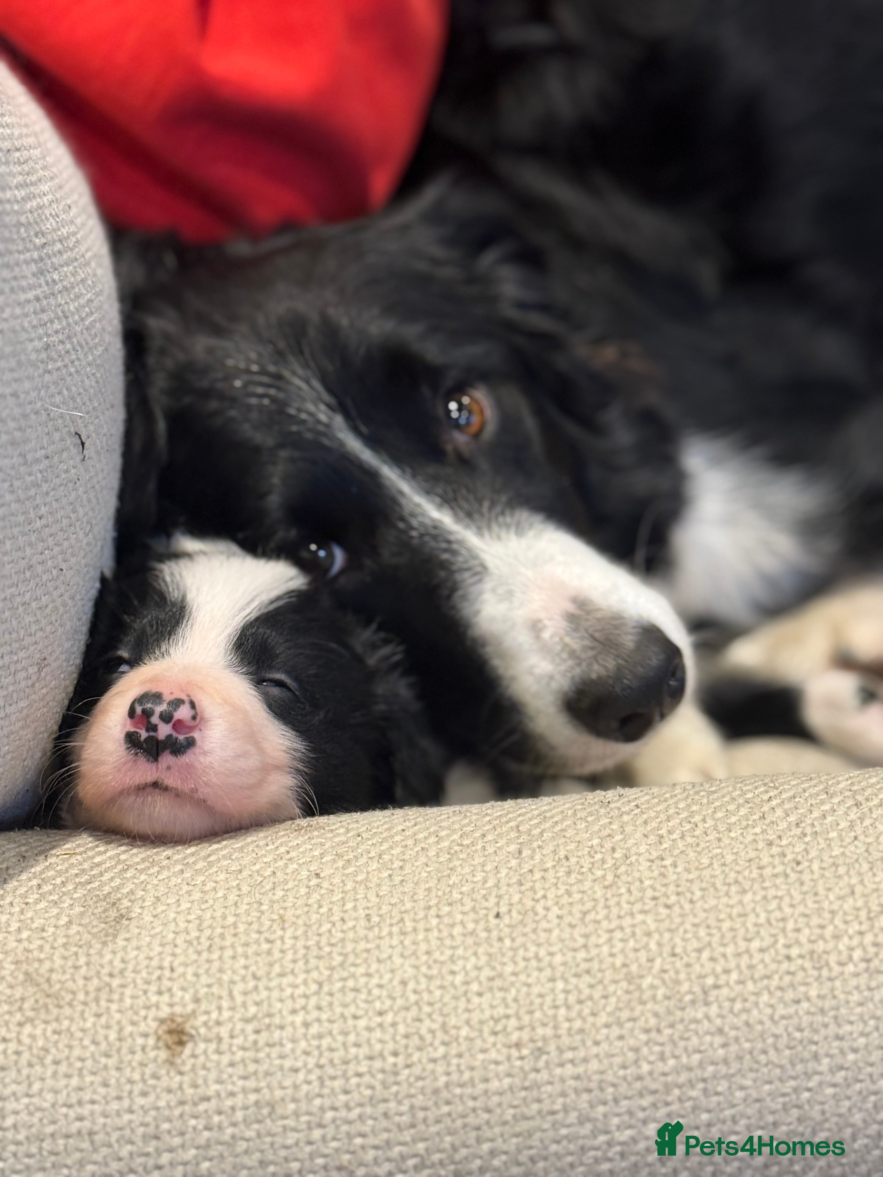 Border Collie dogs Border Collie Puppies Ready Now - Advert 2