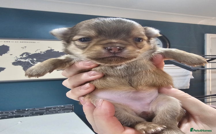 Chihuahua dogs Long hair tri chocolate apple head chihuahuas   - Advert 2