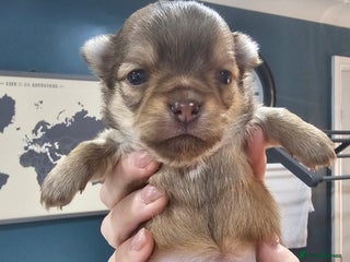 Chihuahua dogs Long hair tri chocolate apple head chihuahuas - Advert 6