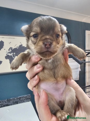 Chihuahua dogs Long hair tri chocolate apple head chihuahuas - Advert 2