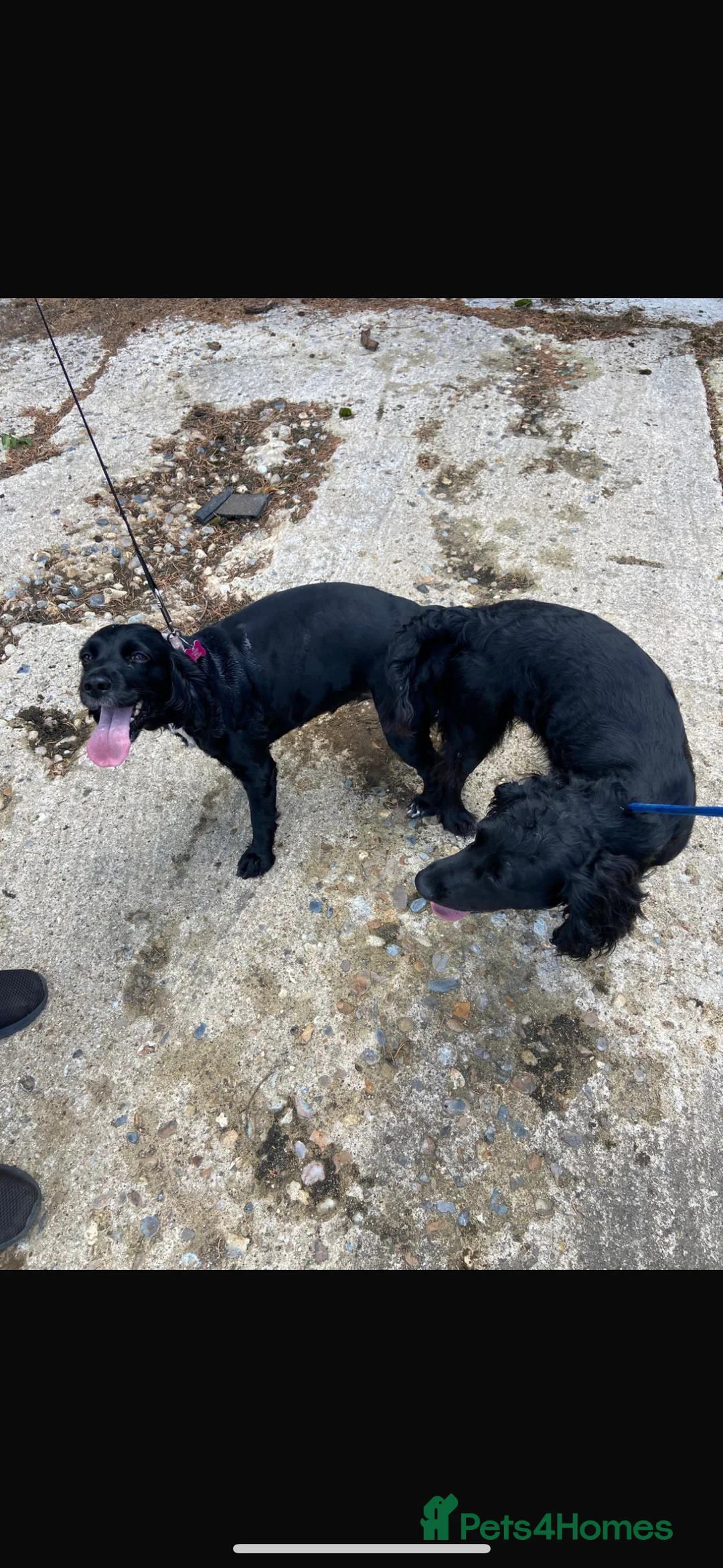 Cocker Spaniel dogs for stud: Working Cocker Spaniel available for Stud  in Chelmsford - Advert 26