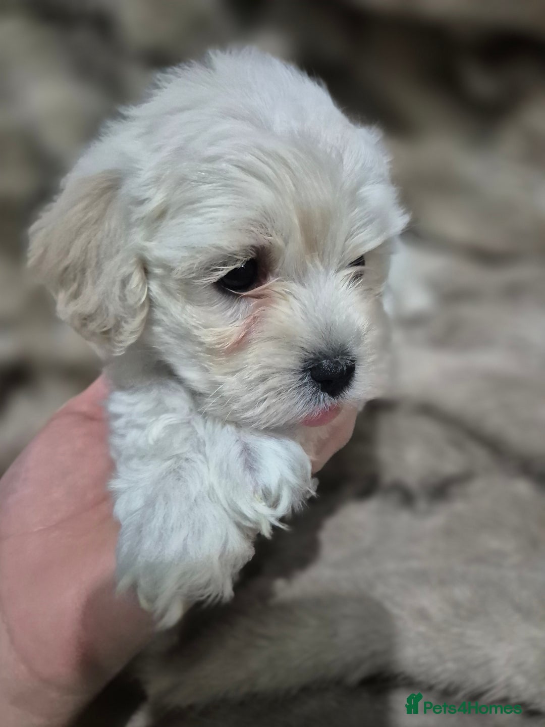 Maltese dogs for sale: K1 Beautiful Maltese puppies  - Advert 10