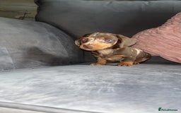 Miniature Dachshund dogs for sale: 5 gorgeous mini dachshund puppies - Image 2