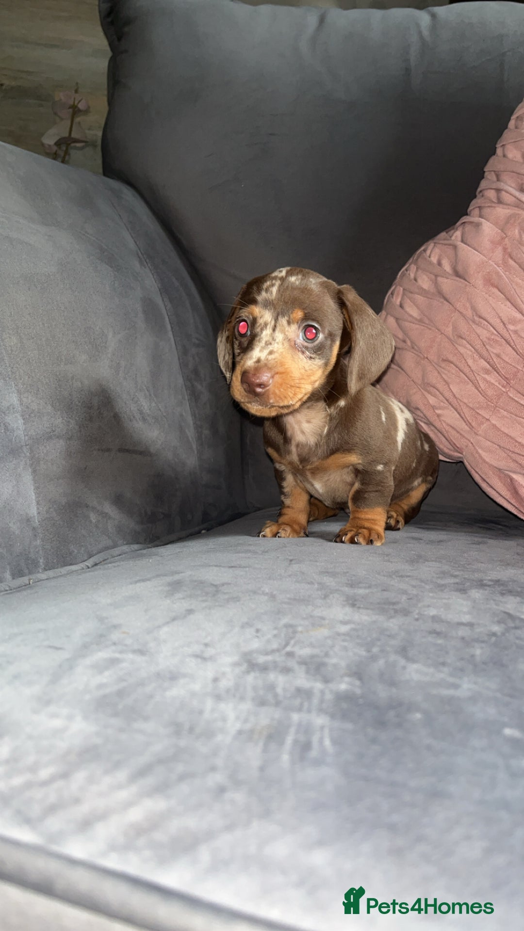 Miniature Dachshund dogs for sale: 5 gorgeous mini dachshund puppies - Image 2