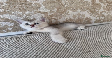 British Shorthair cats - Advert 14