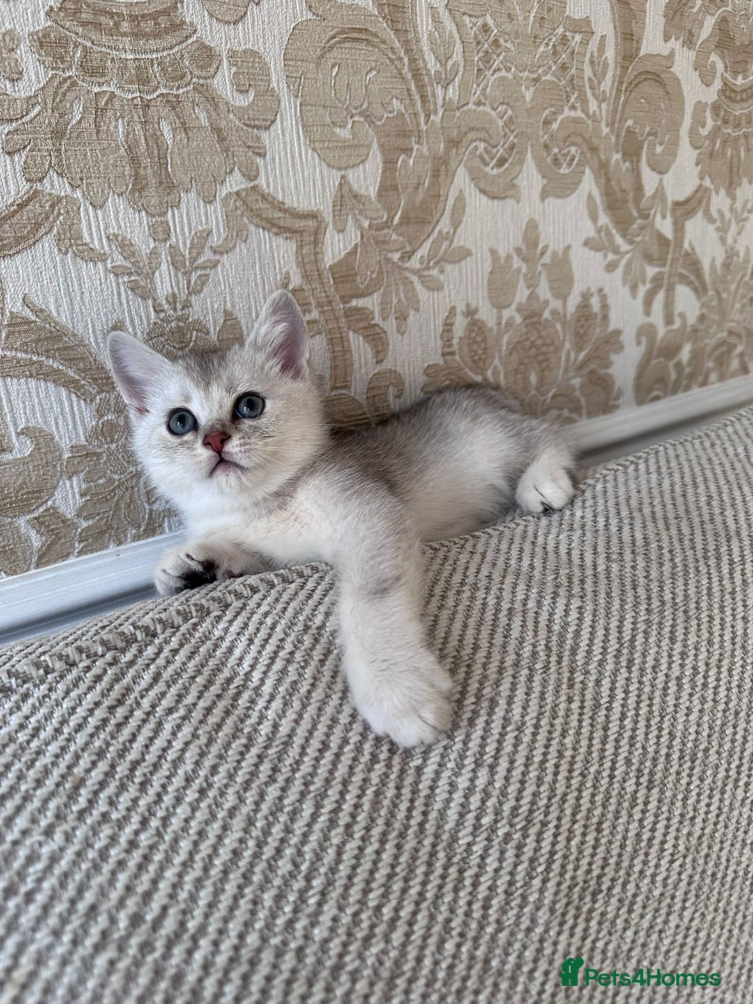 British Shorthair cats for sale: I'll give it into good hands. - Image 3
