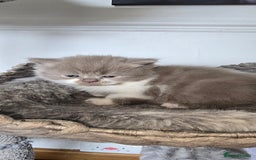 Persian cats for sale: 😻 Stunning persian kittens  - Image 13