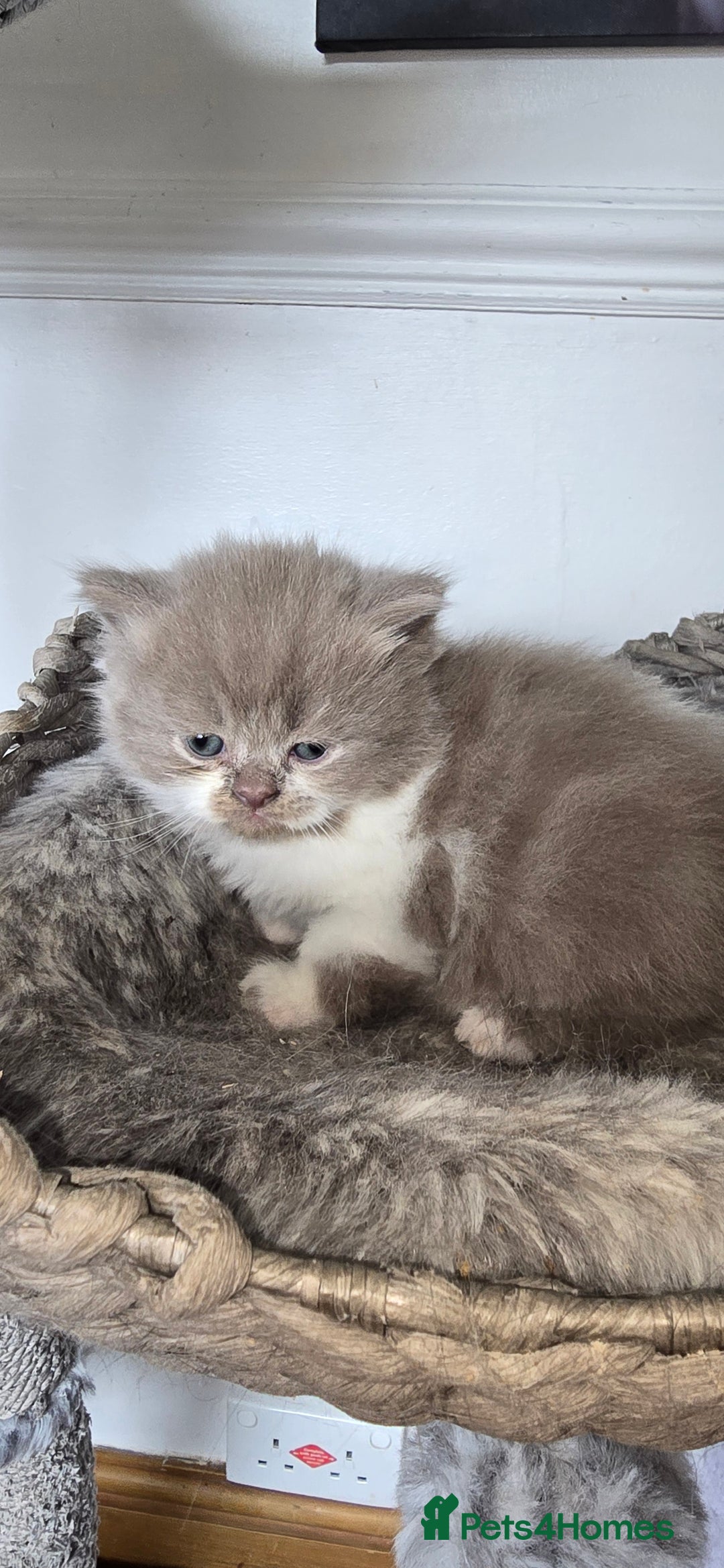 Persian cats for sale: 😻 Stunning persian kittens  - Image 13