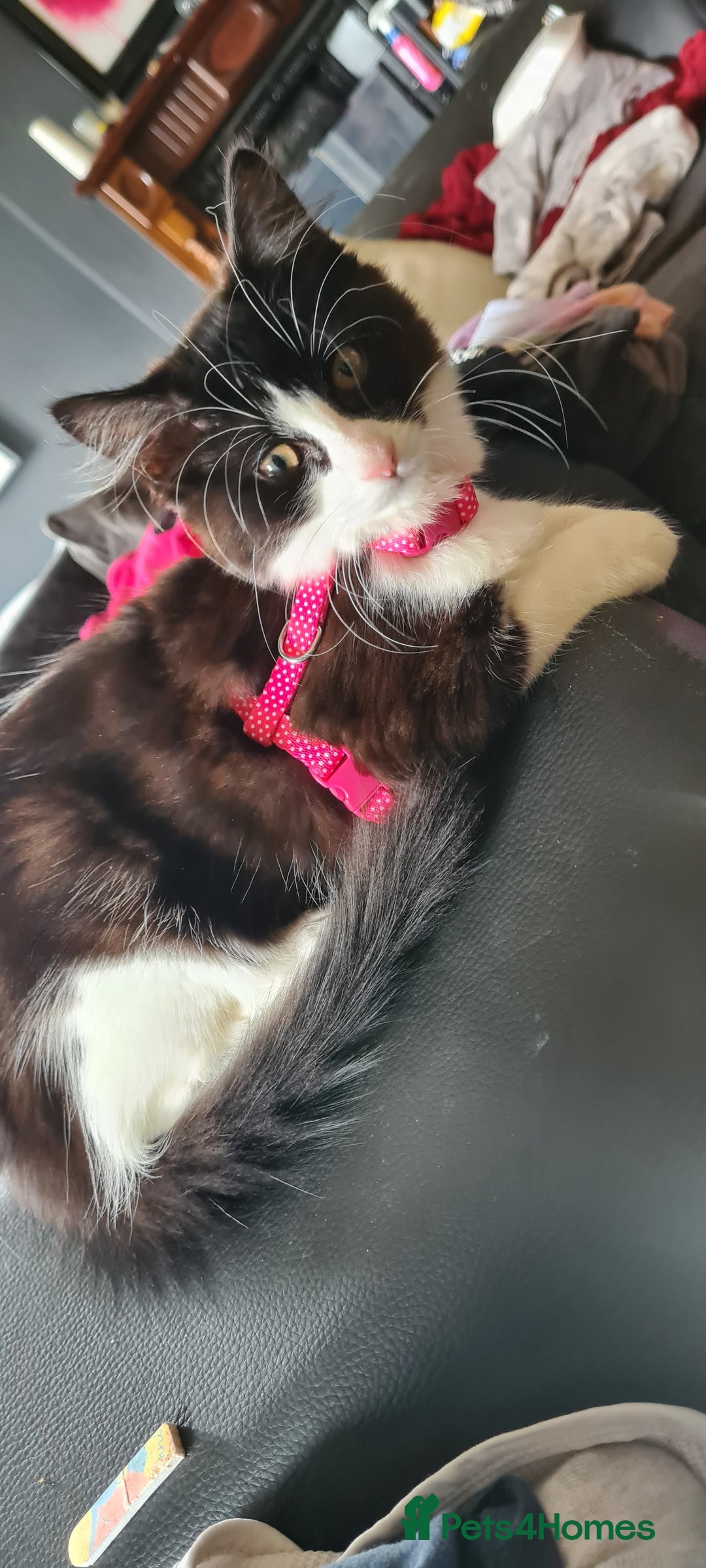 Maine Coon cats for sale: Beautiful Bonded Sisters - Image 11
