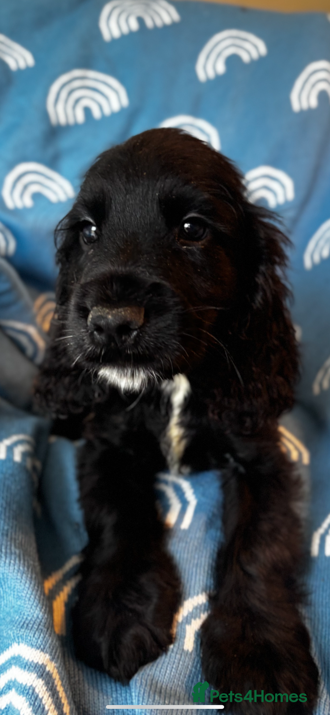 Cocker Spaniel dogs for sale: Cute cocker spaniels  - Advert 1