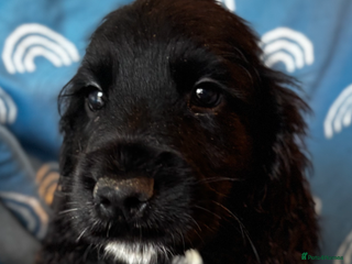 Cocker Spaniel dogs Cute cocker spaniels - Advert 1