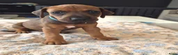 Rhodesian Ridgeback dogs for sale: KC Registered Rhodisian Ridgebacks  - Advert 25