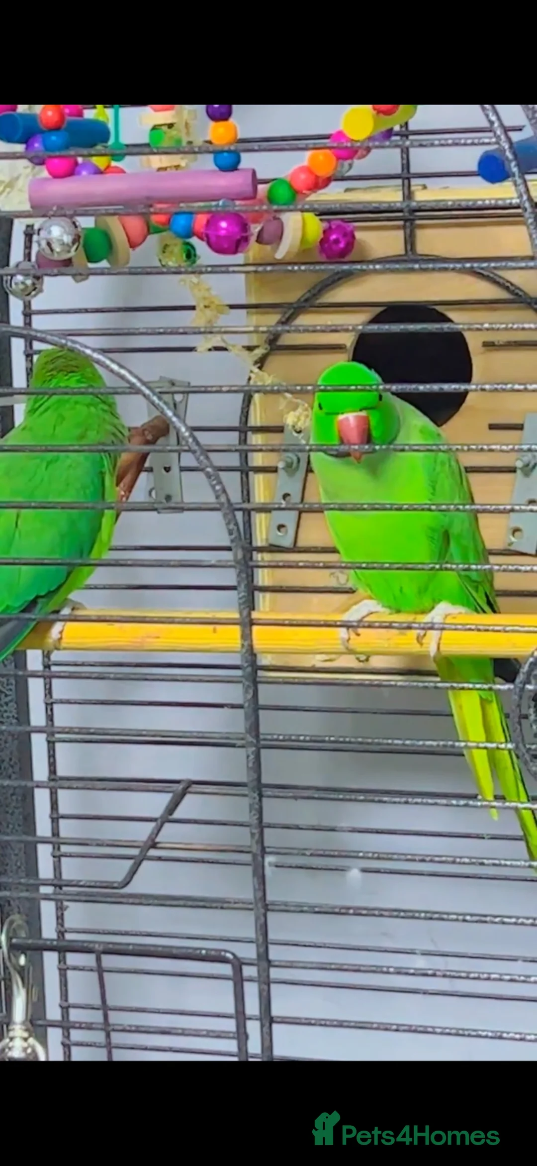 Parrots birds for sale: Indian ring neck ( pair) in Huddersfield - Advert 2