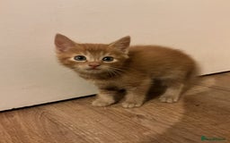Domestic Shorthair cats for sale: GINGER KITTENS £150 EACH - Image 3